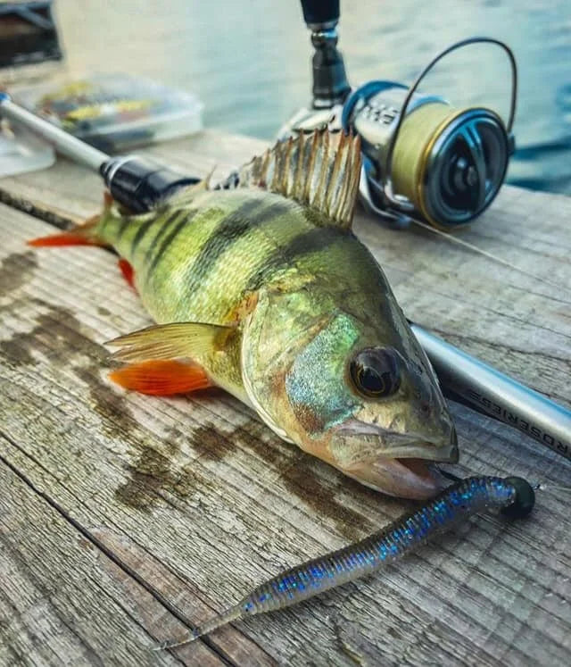 Sexy Impact ESFISHING